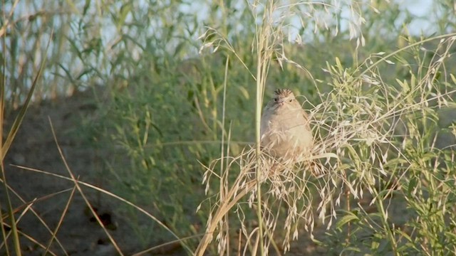 Brewer's Sparrow - ML513764441