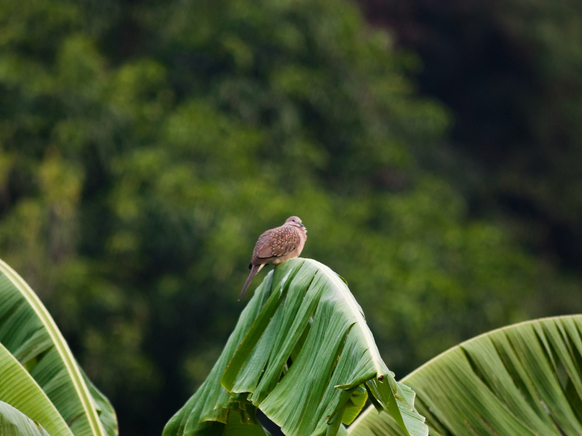 Spotted Dove - ML513764741