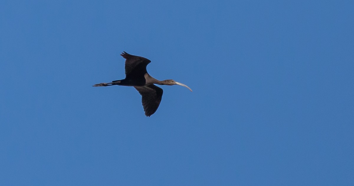 ibis americký - ML513765821