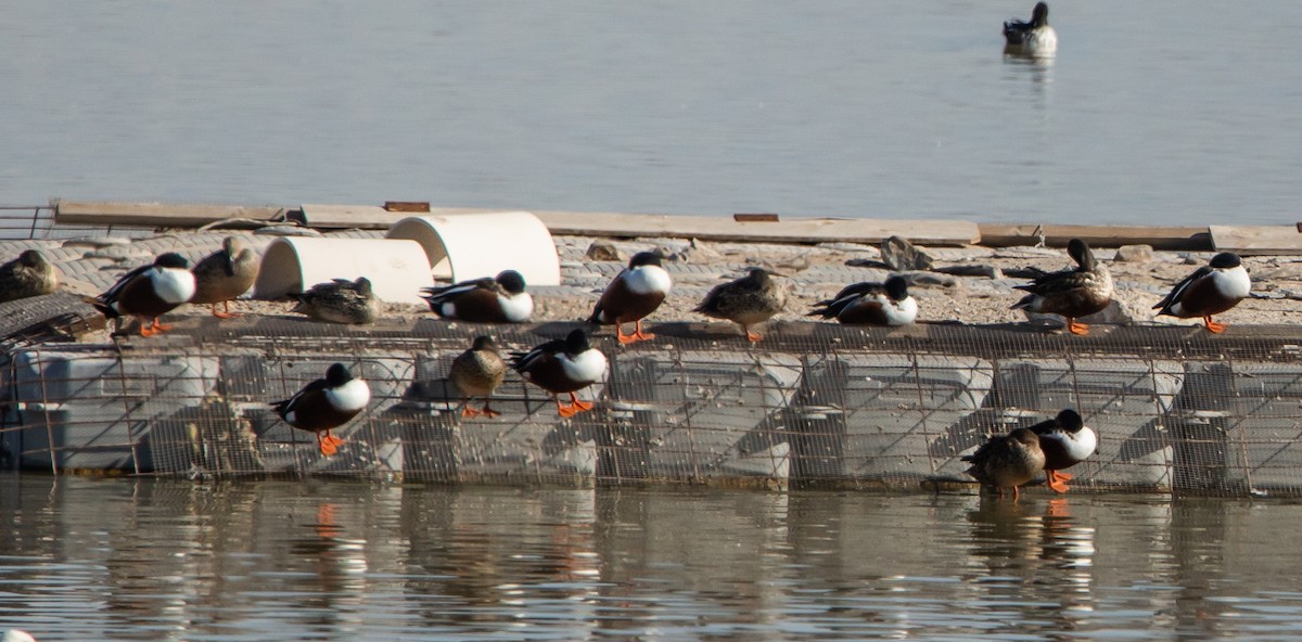 Northern Shoveler - ML513765871