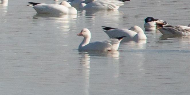 Ross's Goose - ML513765991