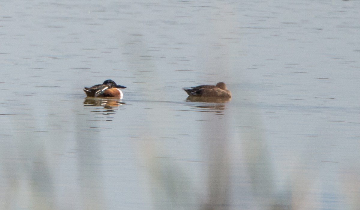 Northern Shoveler - ML513766041