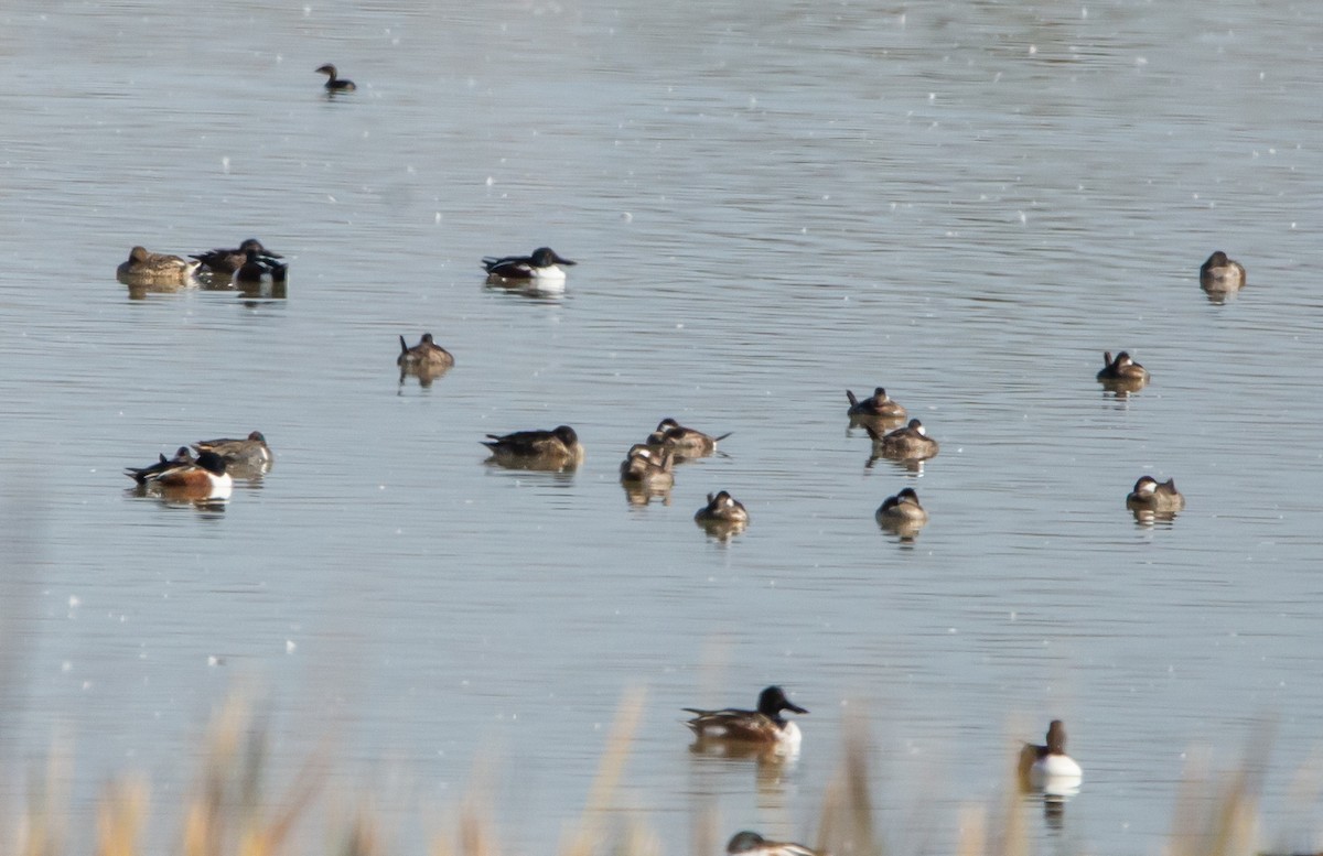 Ruddy Duck - ML513766351