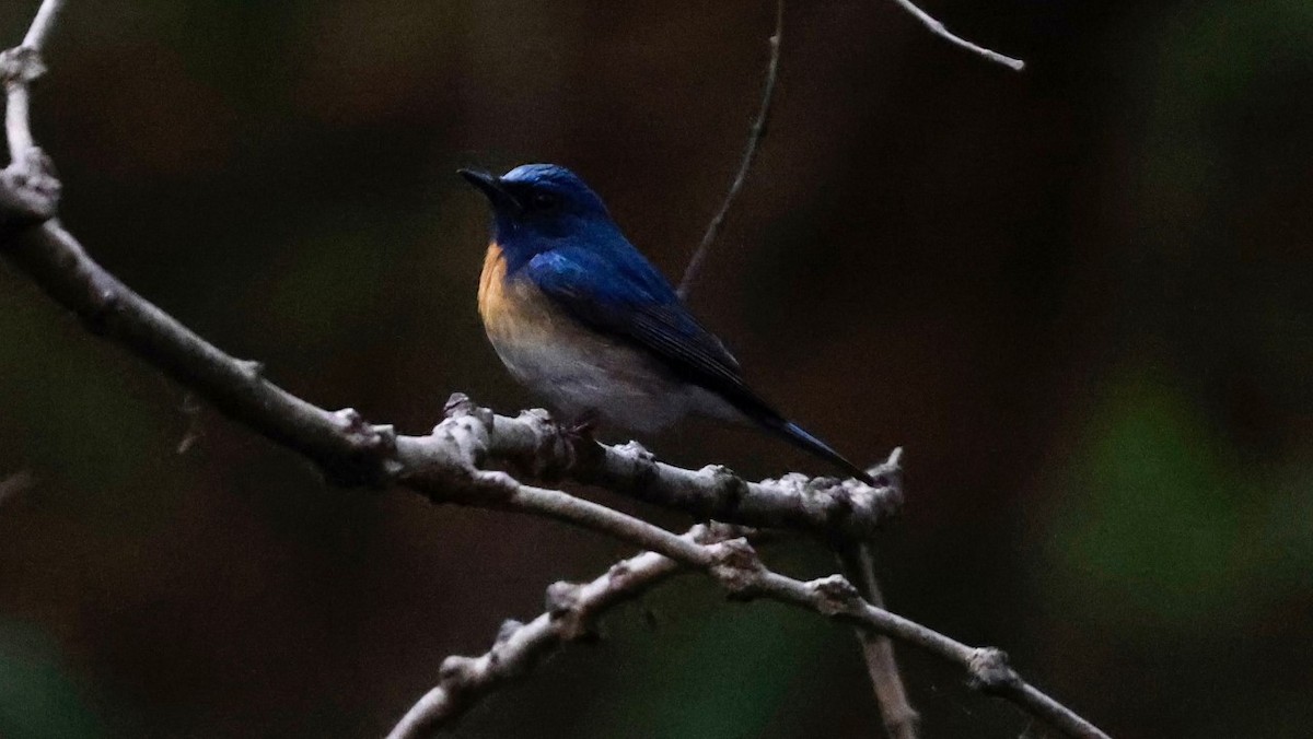 Blue-throated Flycatcher - ML513767031