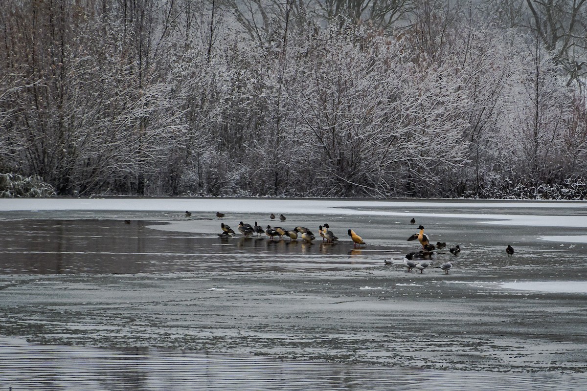 川秋沙(merganser/orientalis) - ML513767931