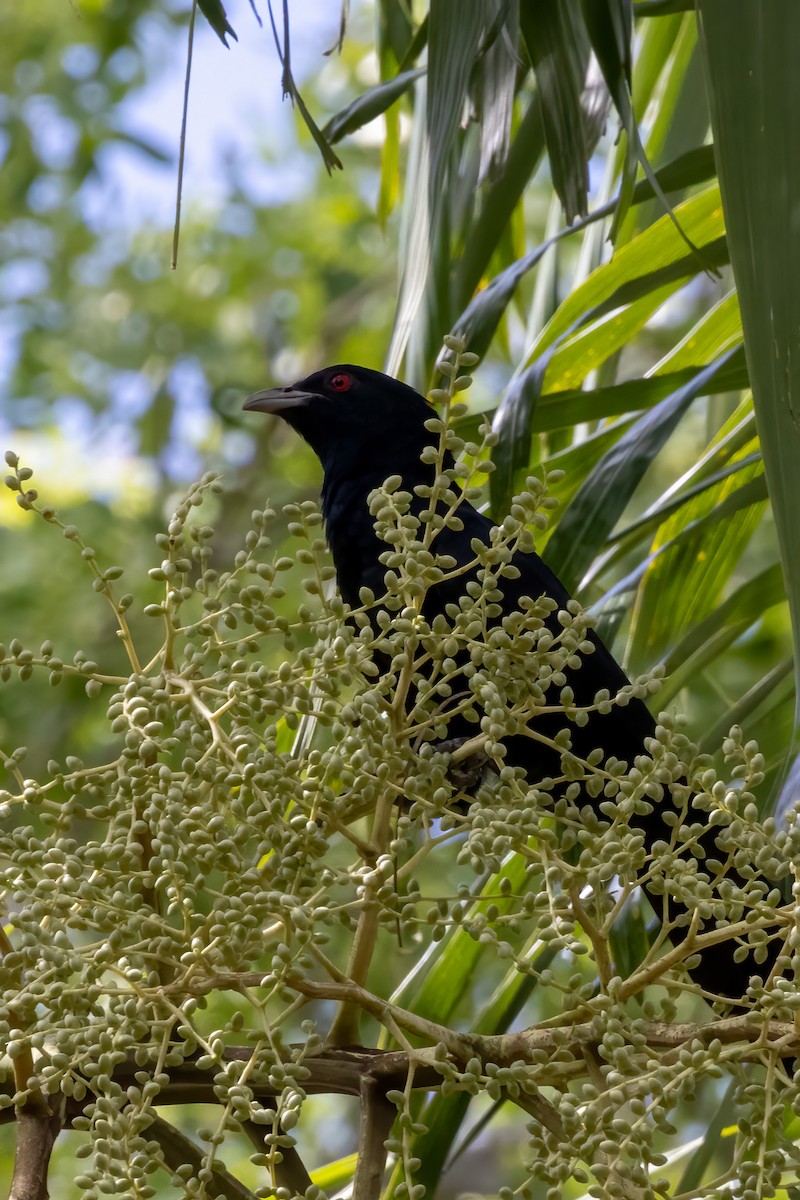 Pacific Koel - ML513768501