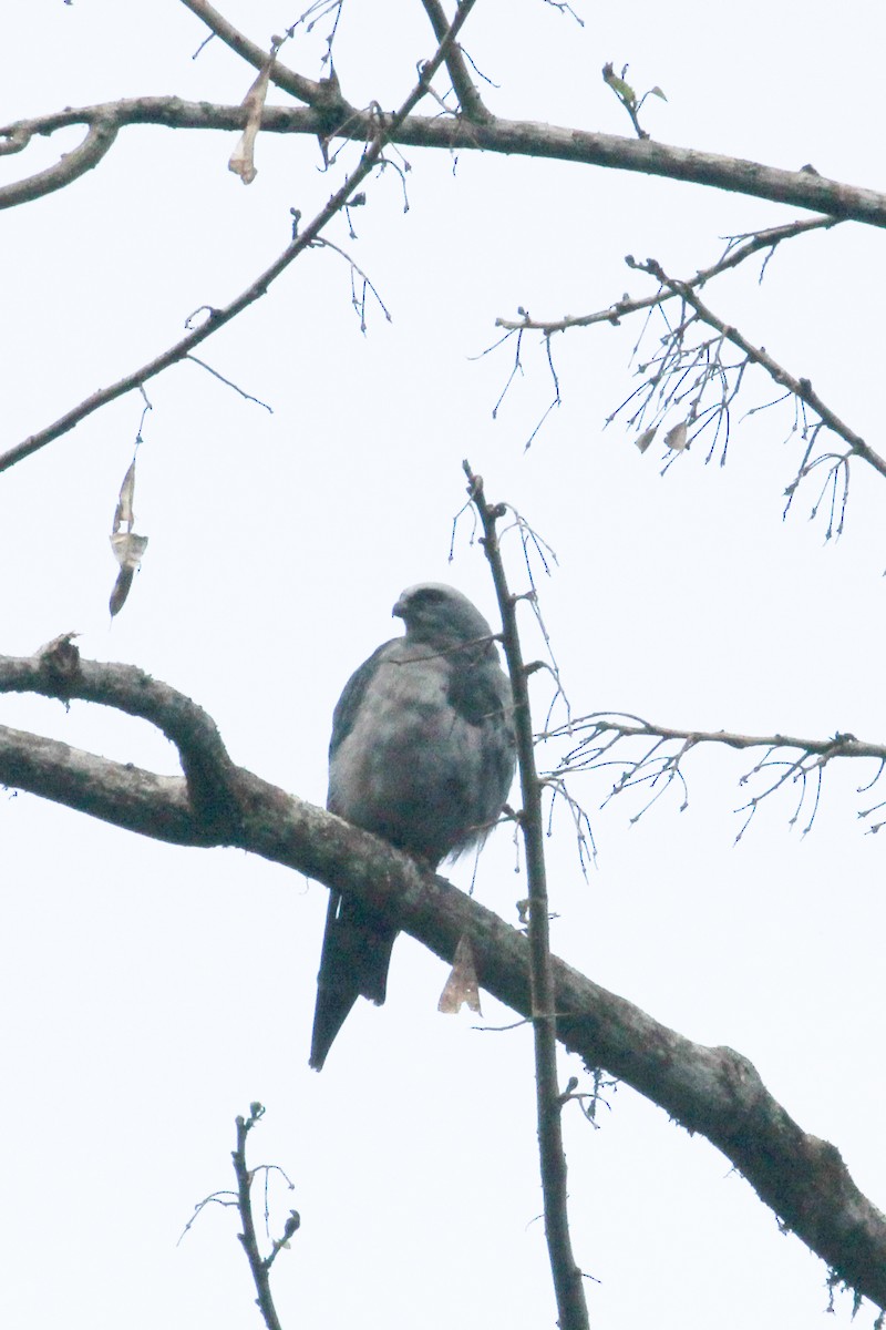 Plumbeous Kite - Frank Thierfelder