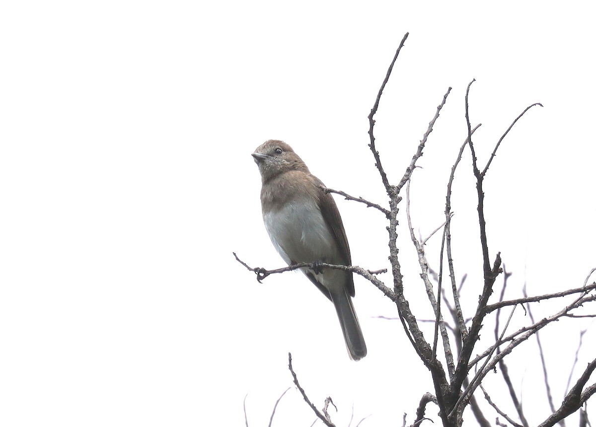 Angola Slaty-Flycatcher - ML513771591