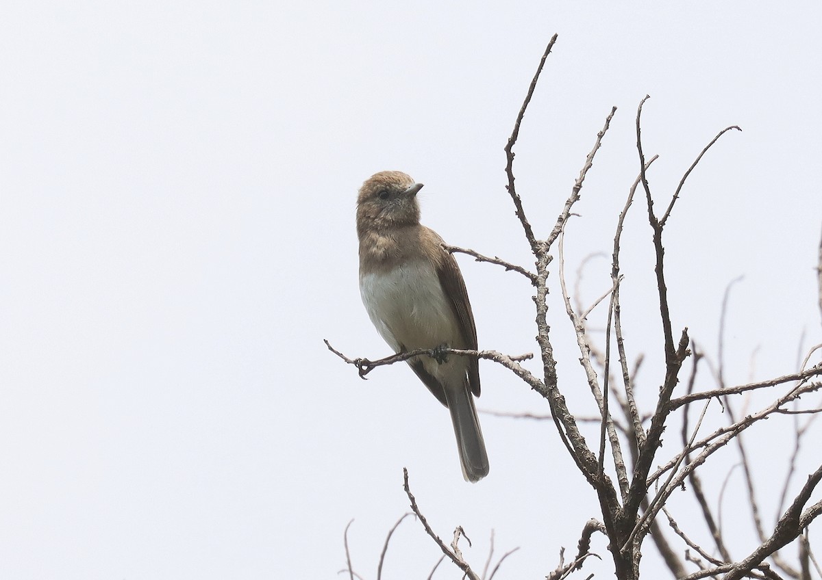 Angola Slaty-Flycatcher - Wayne Paes