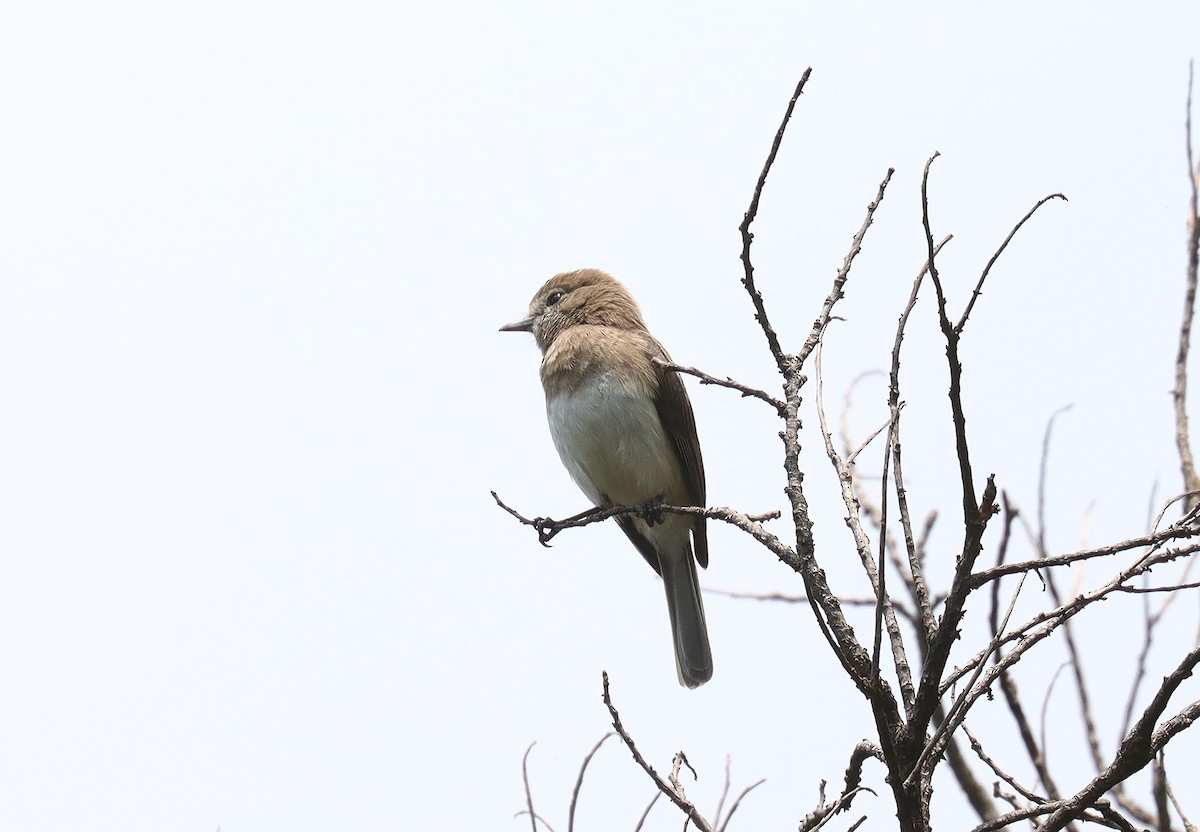 Kesmeli Drongo Sinekkapanı - ML513771611