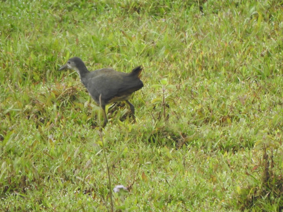 White-breasted Waterhen - ML513771631