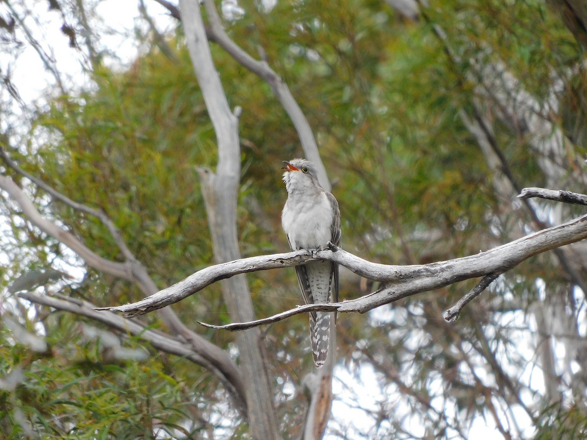 Pallid Cuckoo - George Vaughan