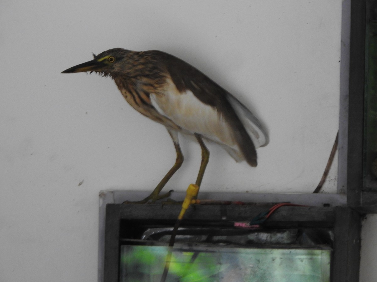 Indian Pond-Heron - ML513771941
