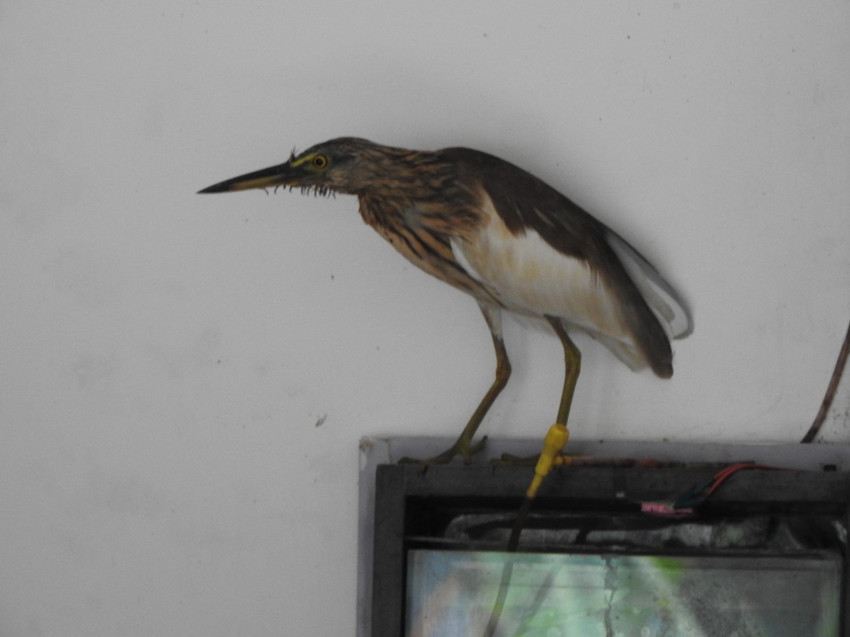 Indian Pond-Heron - ML513771951