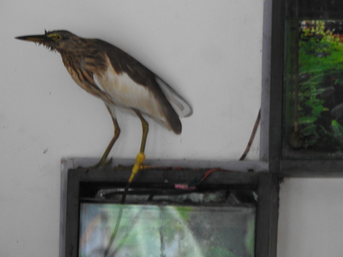Indian Pond-Heron - ML513771961