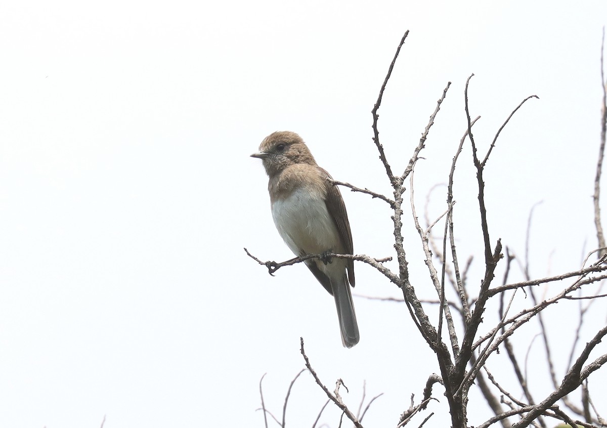 Kesmeli Drongo Sinekkapanı - ML513771991