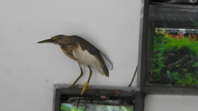 Indian Pond-Heron - ML513772091