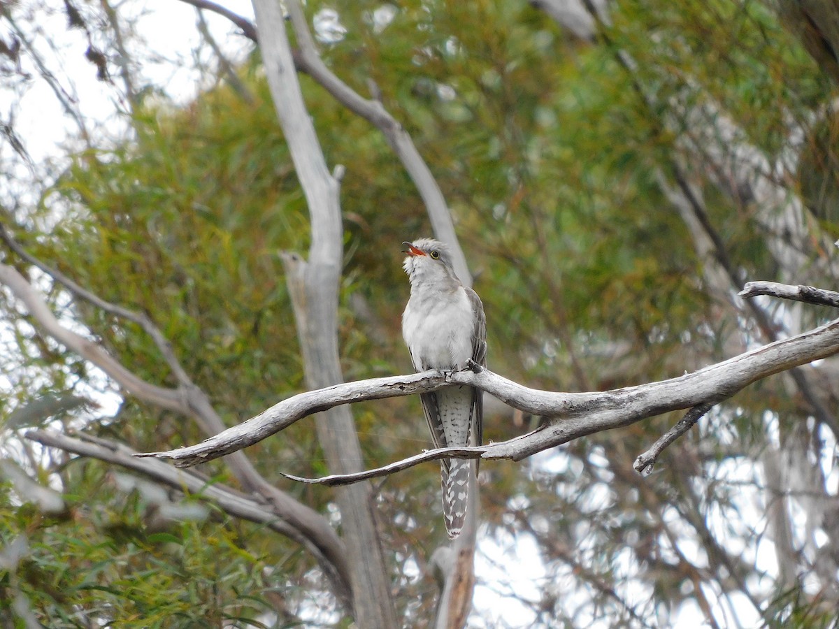 Pallid Cuckoo - George Vaughan