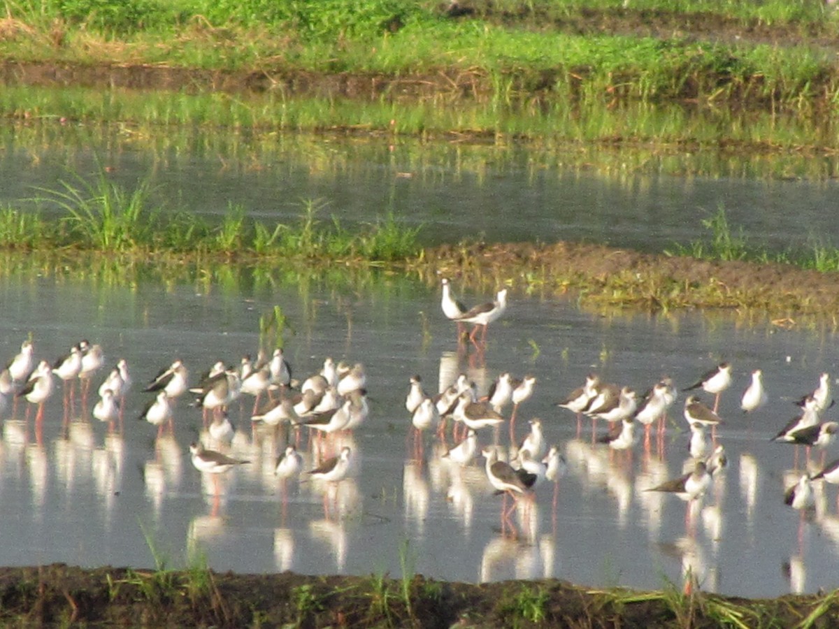 Black-winged Stilt - ML513773001