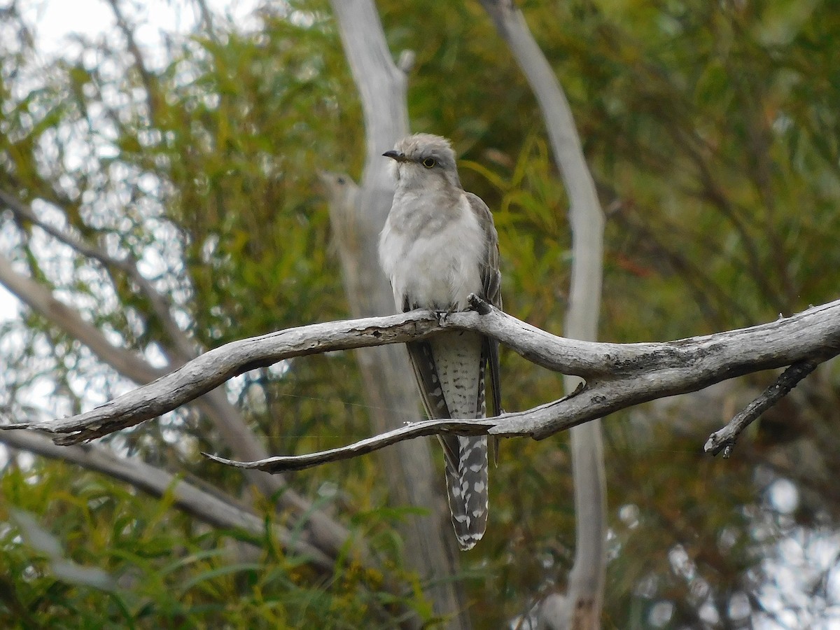 Pallid Cuckoo - George Vaughan