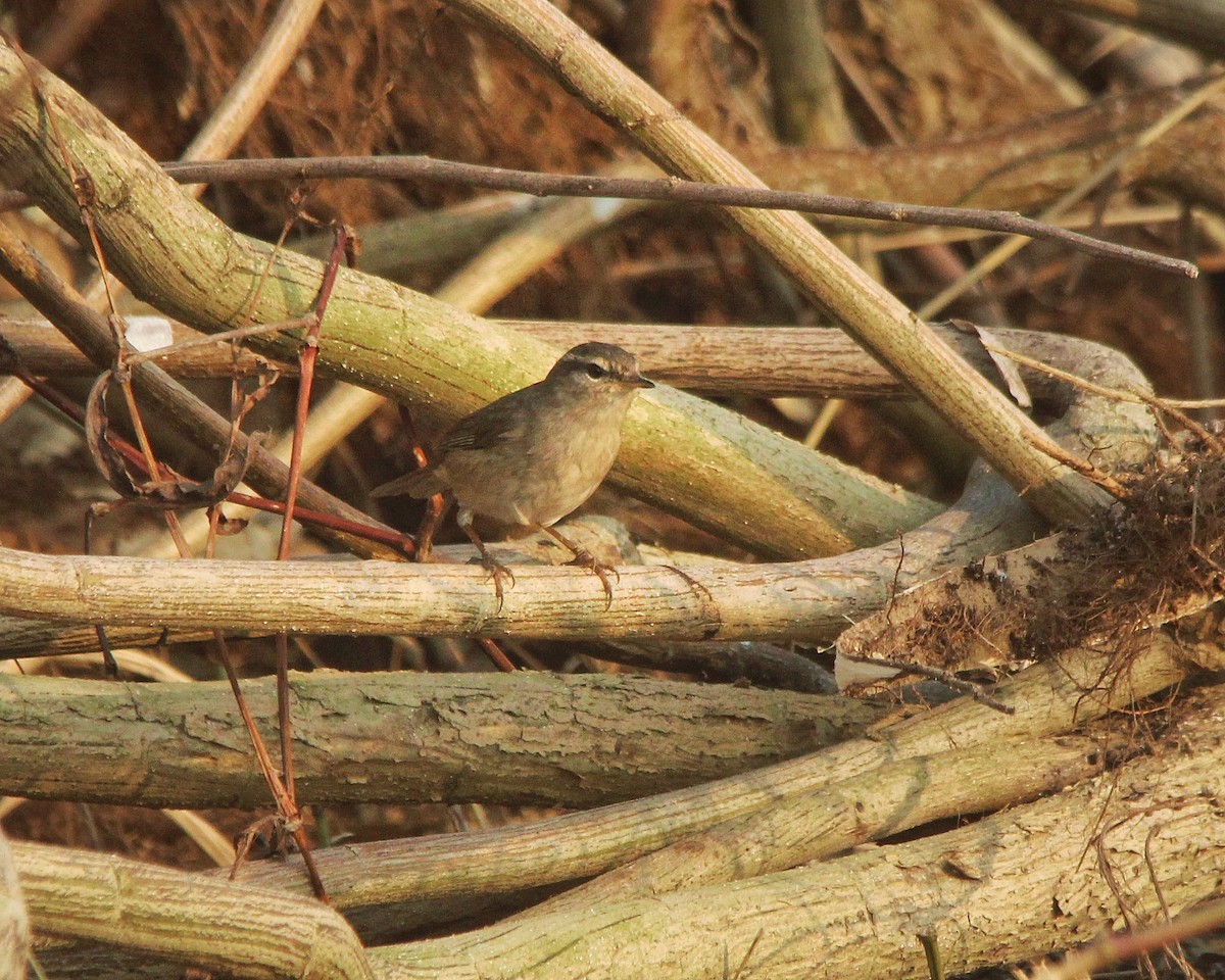 Dusky Warbler - Debojyoti Chakraborty