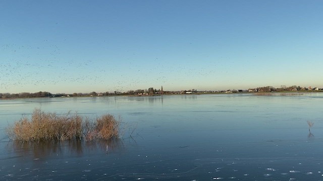 Eurasian Wigeon - ML513775161