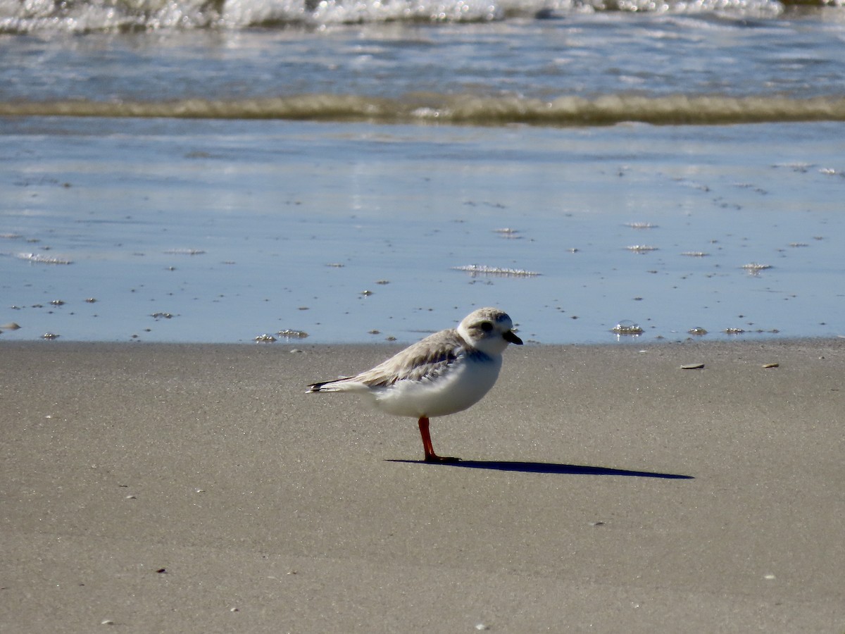 Piping Plover - ML513775451