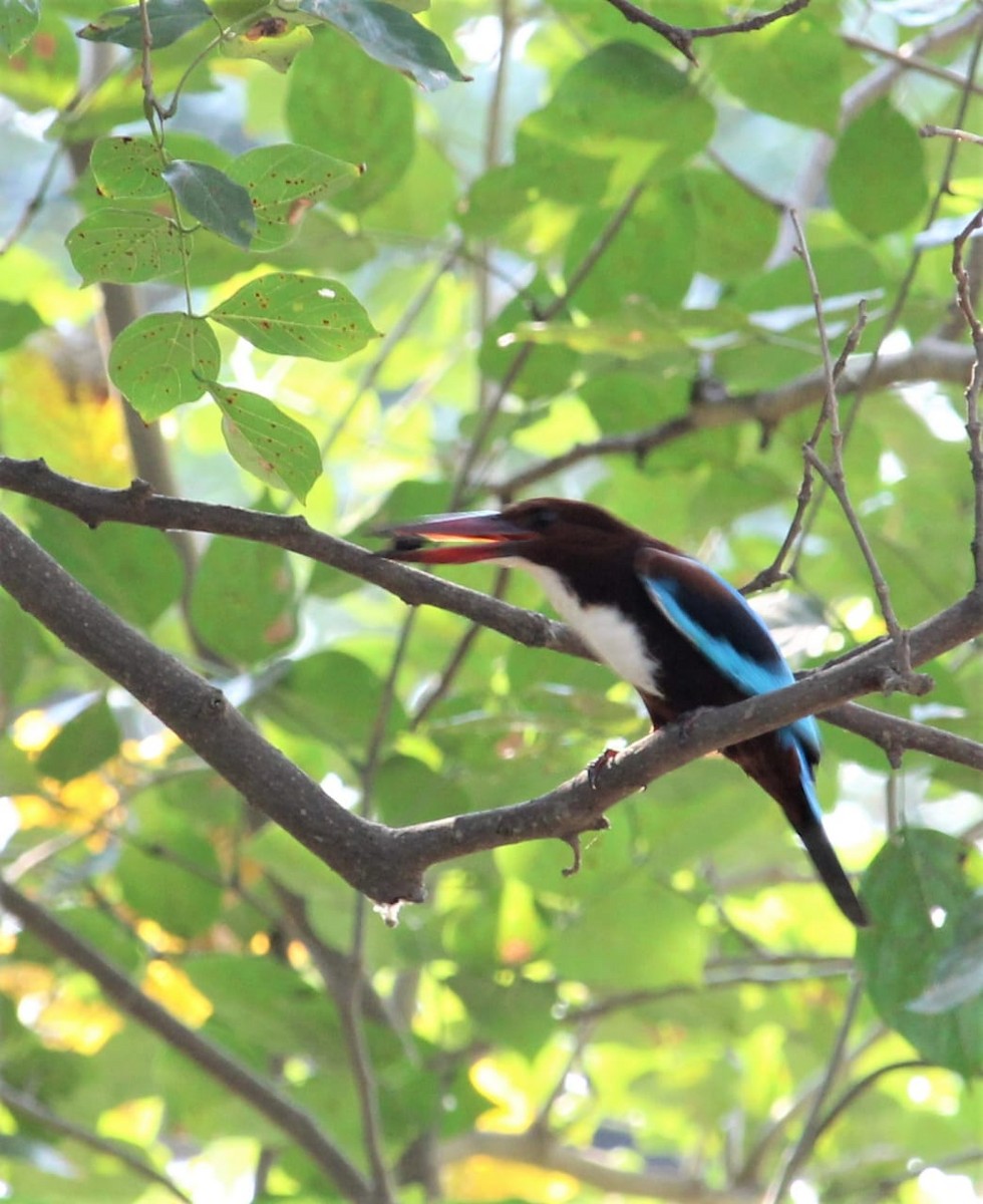White-throated Kingfisher - birdsong. shantiniketan