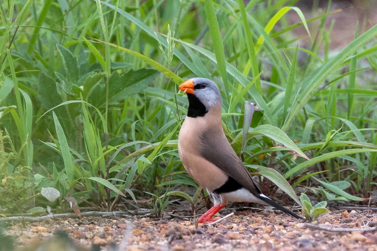 Long-tailed Finch - ML513775651