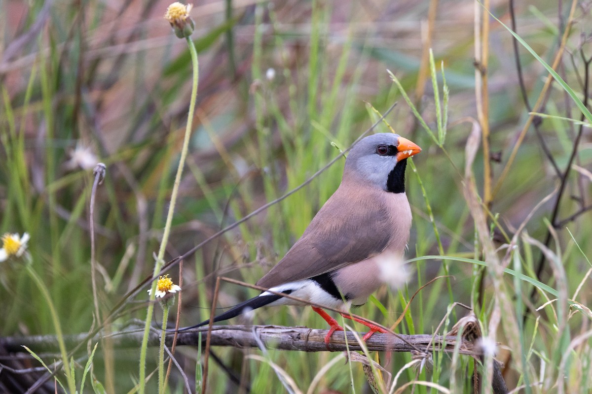 Long-tailed Finch - ML513775681