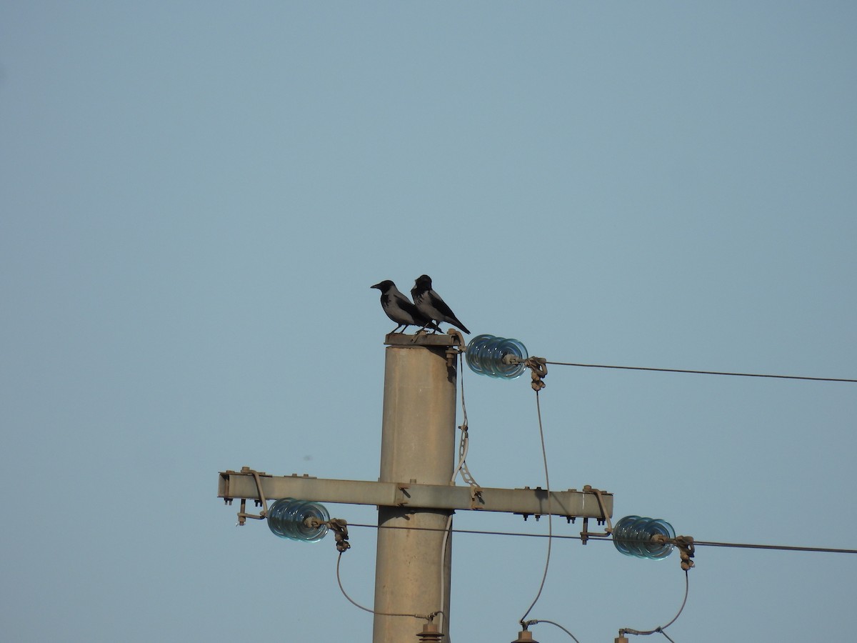 Hooded Crow - ML513776491