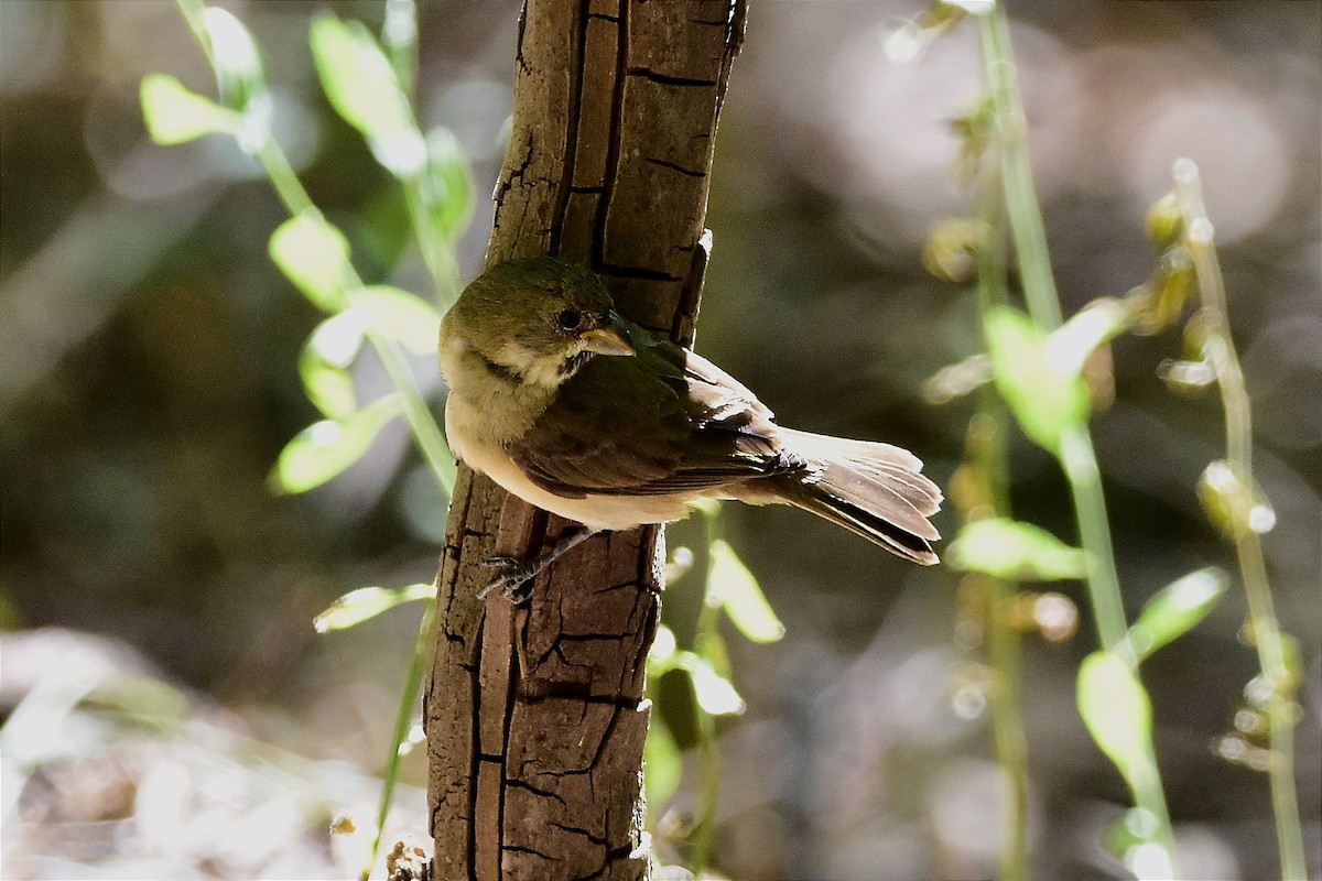 Double-collared Seedeater - ML513776961