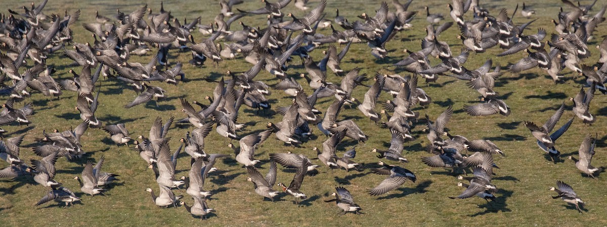 Red-breasted Goose - ML513777371