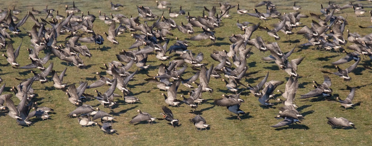 Red-breasted Goose - Benjamin Bechgaard Lisse