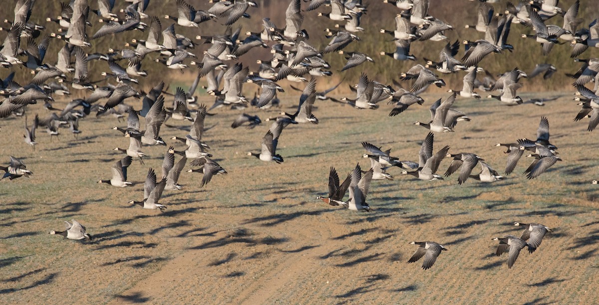 Red-breasted Goose - Benjamin Bechgaard Lisse