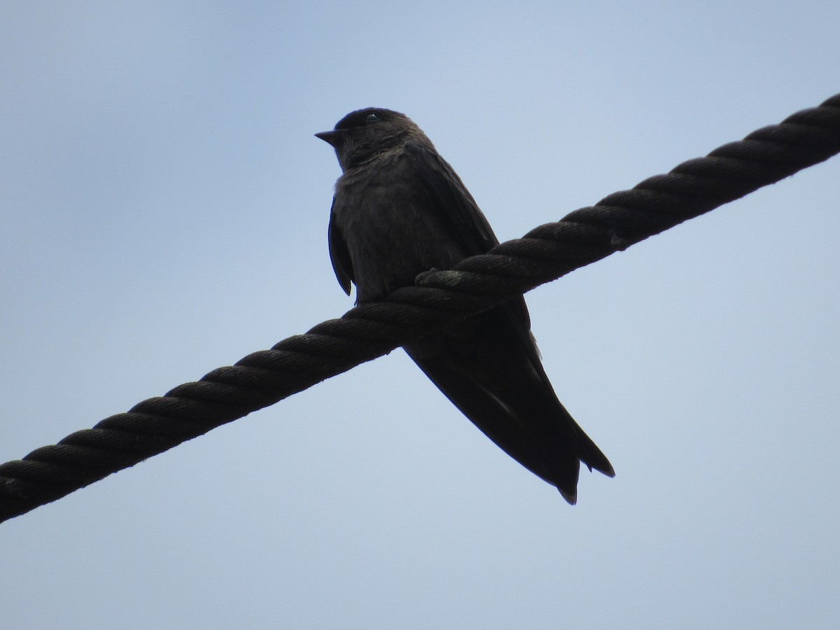 White-thighed Swallow - Rafael Ferro