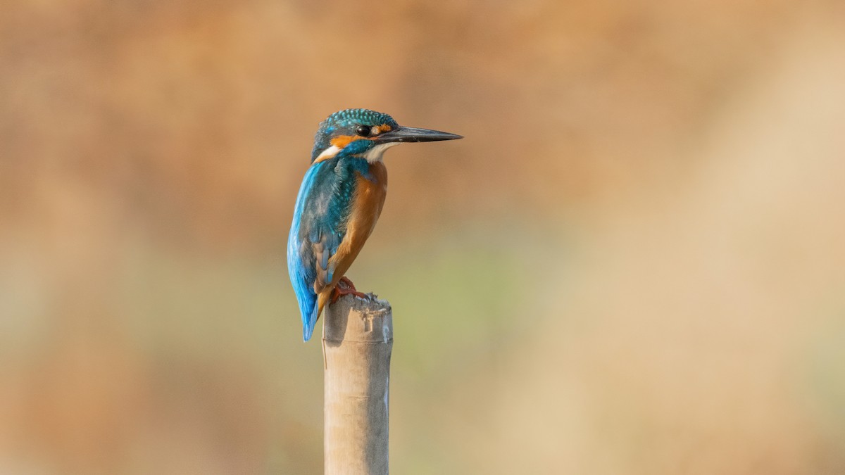 Common Kingfisher - ML513778981