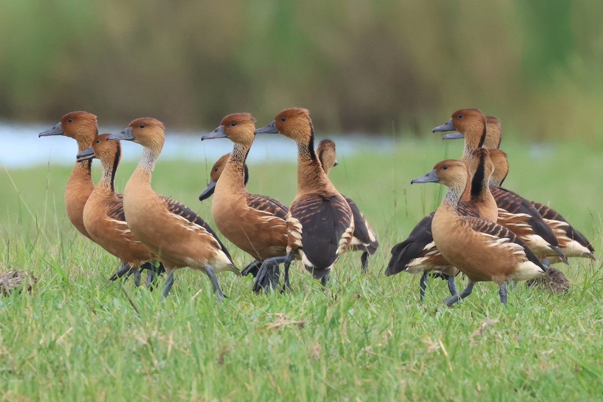 Fulvous Whistling-Duck - ML513779141