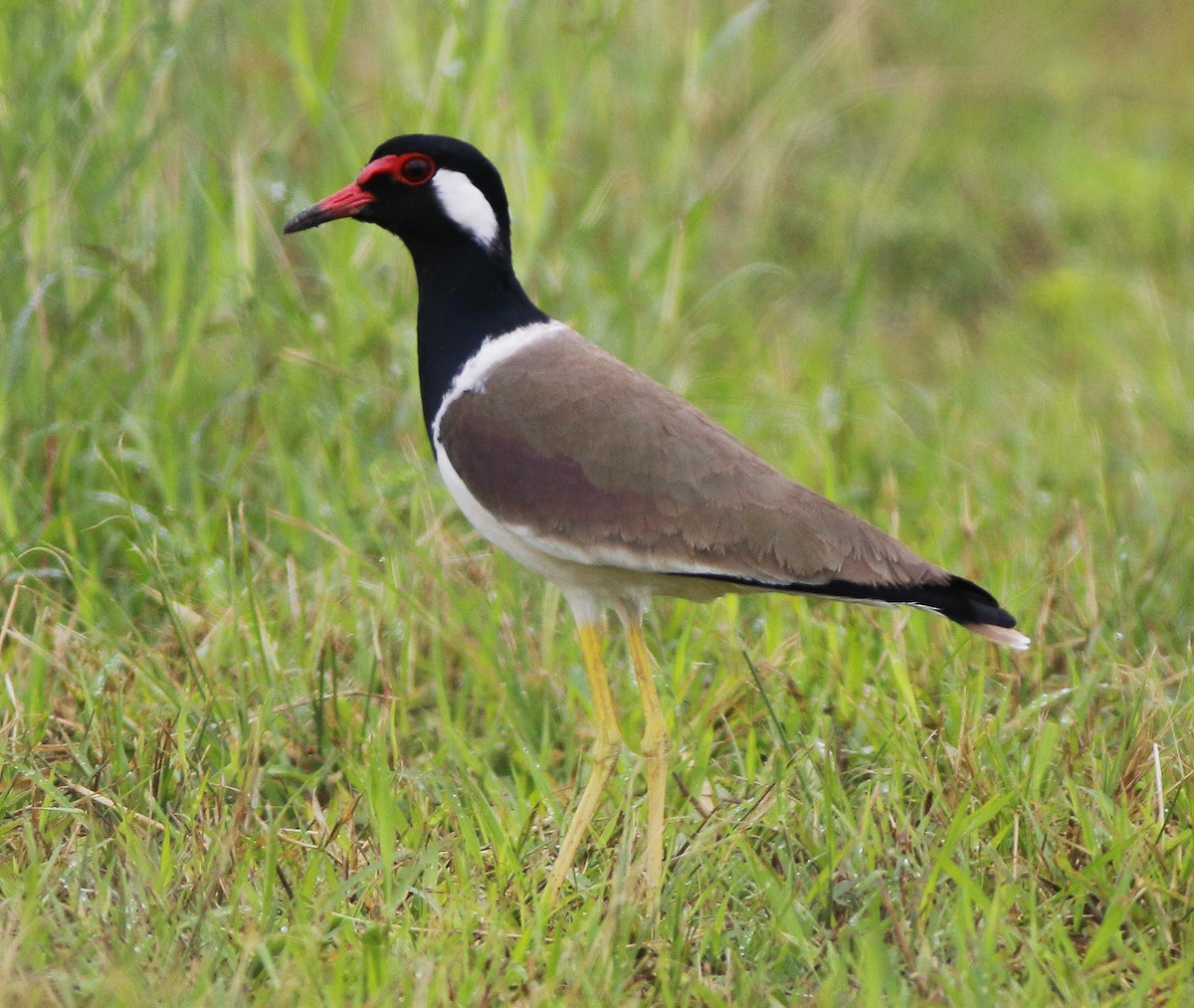 Red-wattled Lapwing - ML513779931