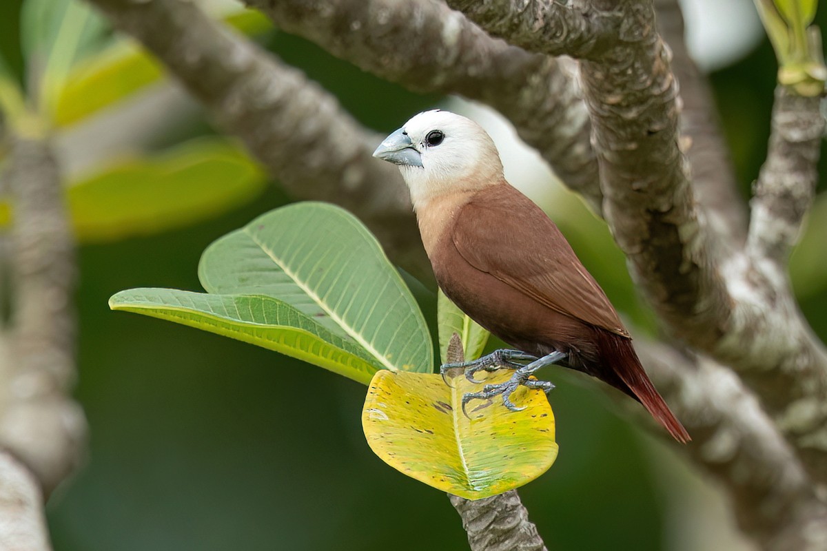 White-headed Munia - David Irving