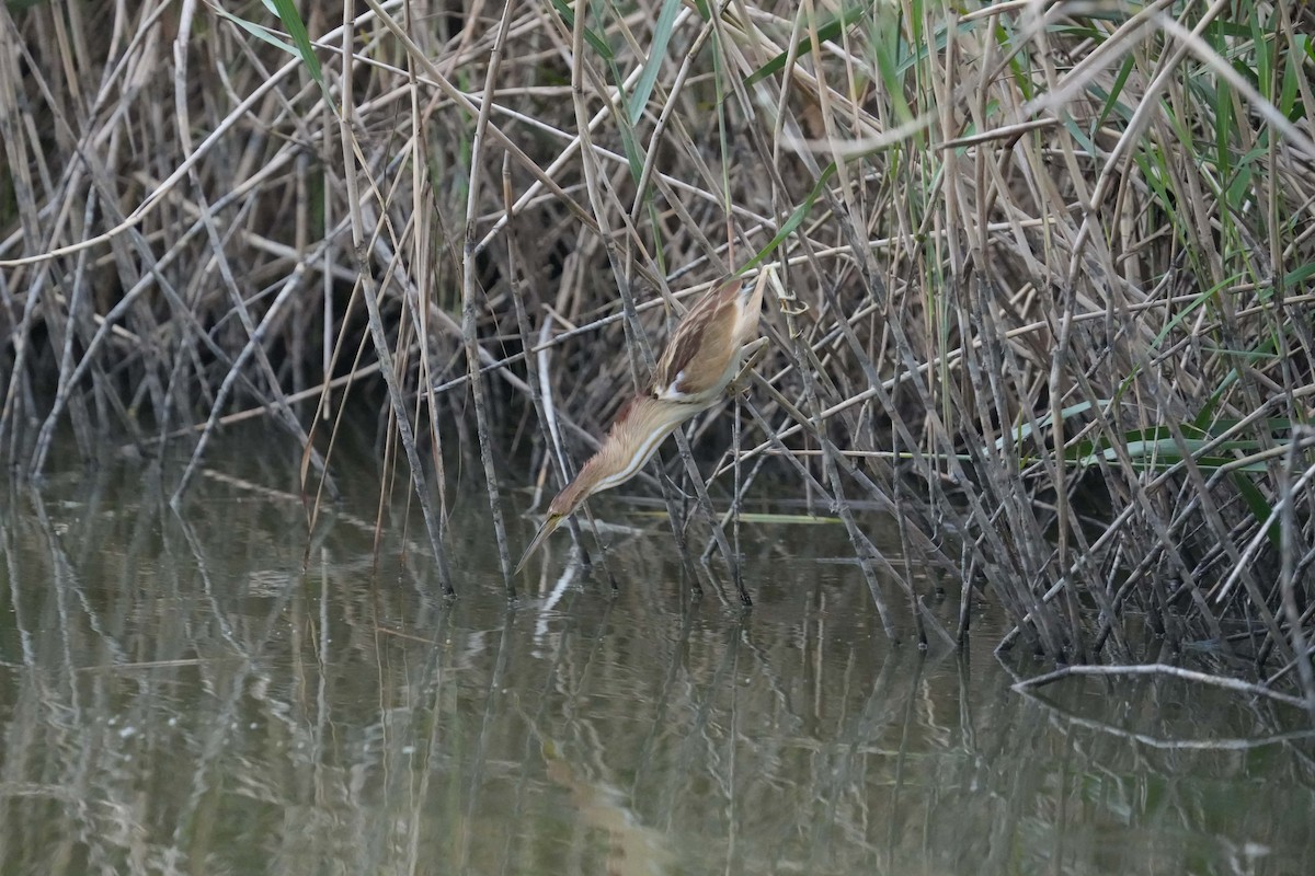 Yellow Bittern - ML513783051