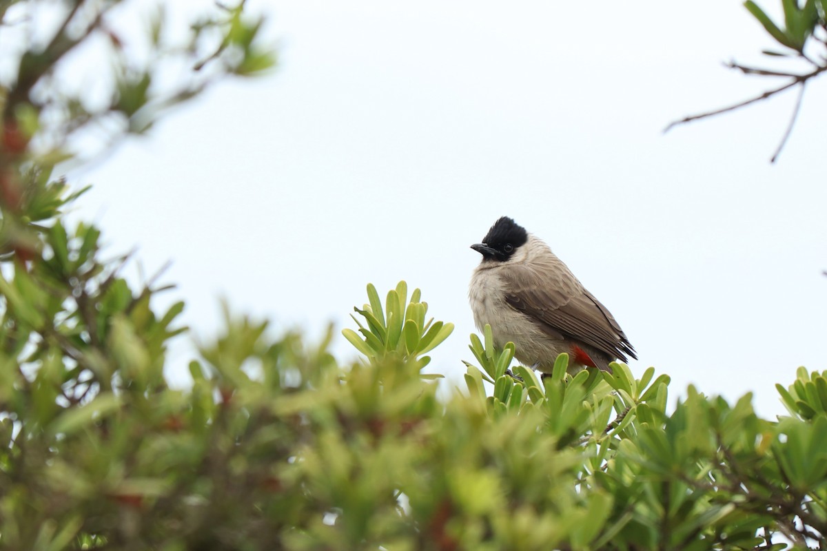 Bulbul Ventridorado - ML513784921