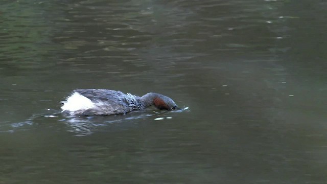 Australasian Grebe - ML513784931