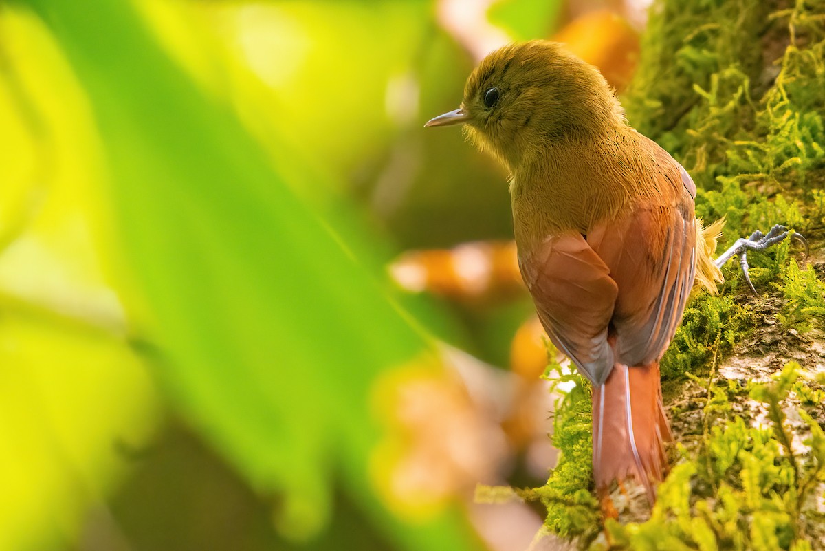 Olivaceous Woodcreeper - ML513784981