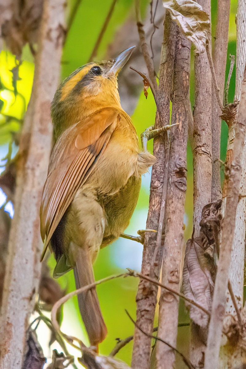 Ochre-breasted Foliage-gleaner - ML513785801