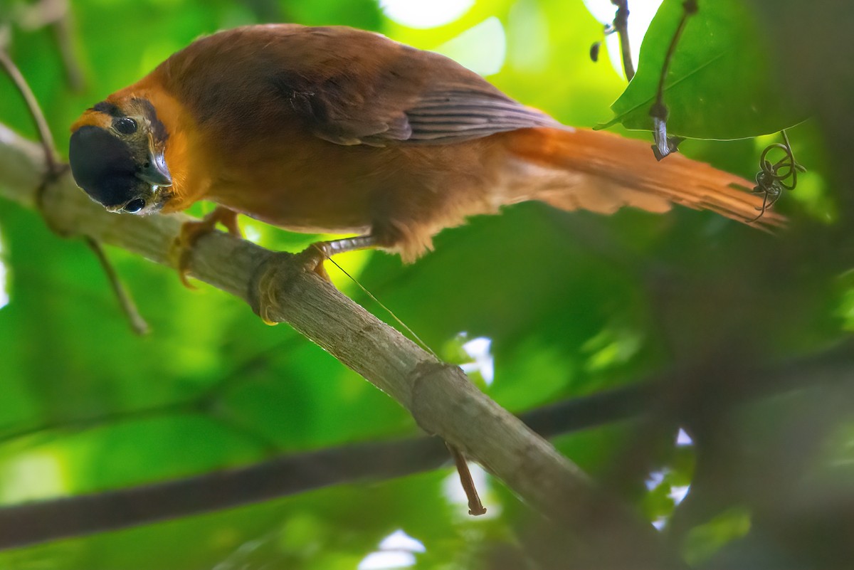 Black-capped Foliage-gleaner - Jaap Velden