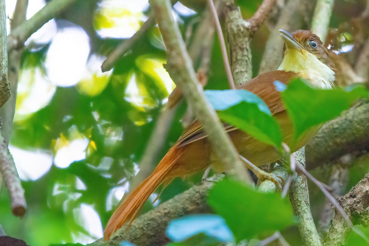 White-eyed Foliage-gleaner - Jaap Velden