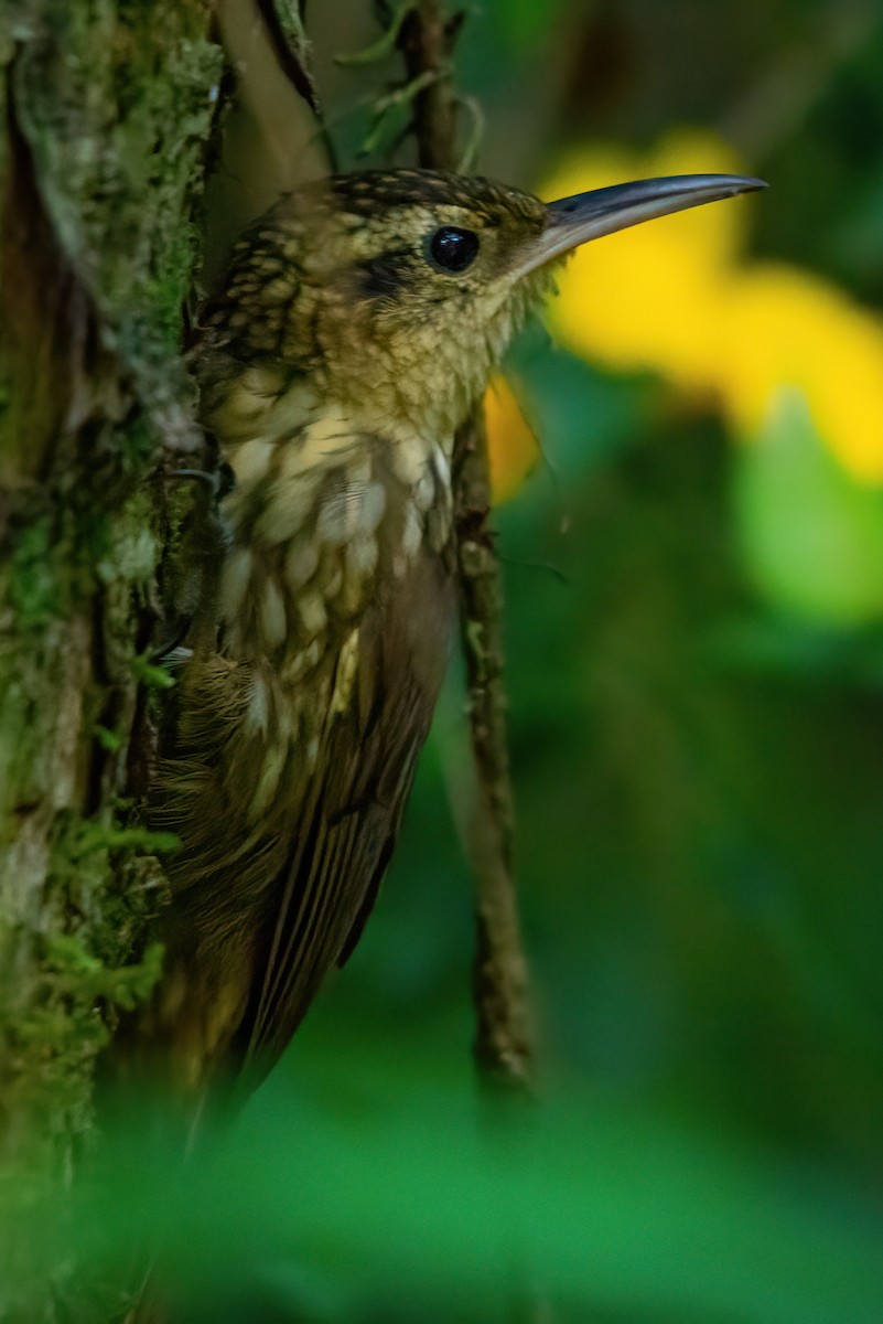 Lesser Woodcreeper - ML513786341