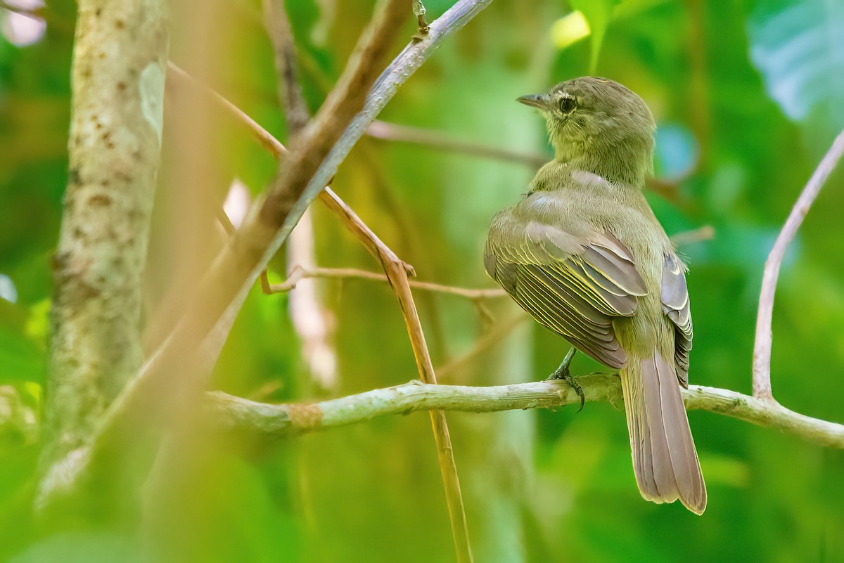 Greenish Elaenia - Jaap Velden