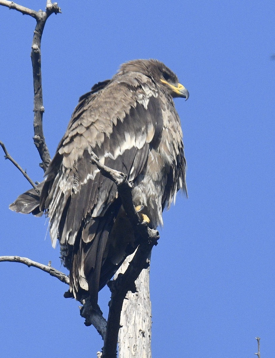 Steppe Eagle - ML513787161